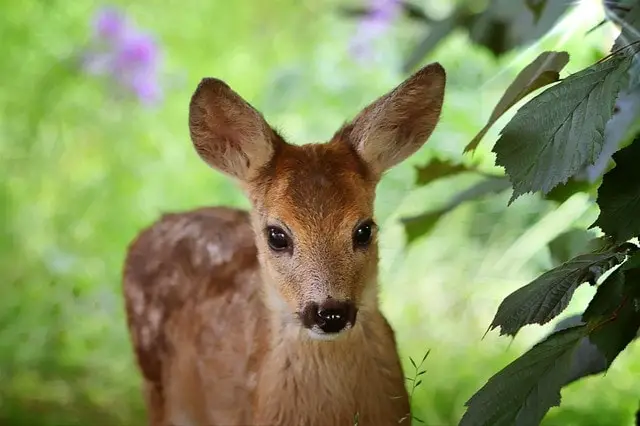 words of endearment in french: my roe deer