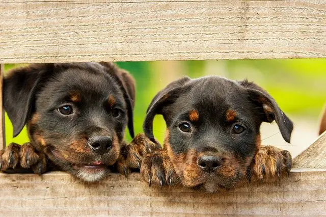 german male dog names for rottweilers