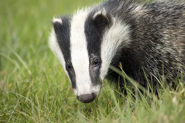 forest animals in french - badger = blaireau
