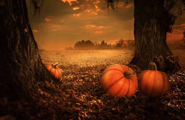noite dos calacus - night of the pumpkins