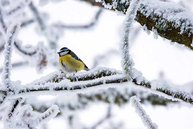 bird on a snowy branch