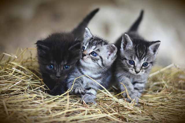 kitten in german: kätzchen
